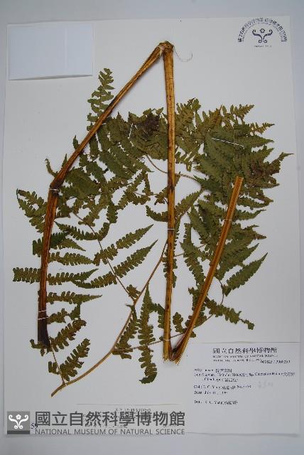 奄美雙蓋蕨藏品圖，第1張