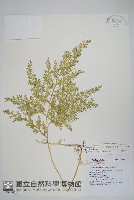 密葉卷柏藏品圖，第1張