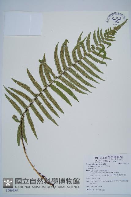 桫欏鱗毛蕨藏品圖，第1張