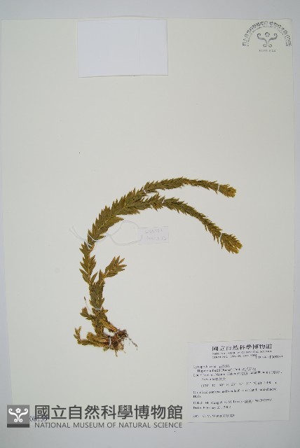 福氏石松藏品圖，第1張