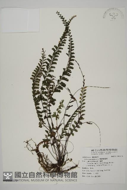 馬來鐵線蕨藏品圖，第1張