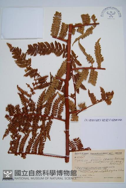 登錄號:P009859藏品圖，第1張