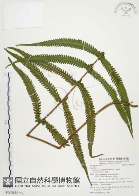 毛蕨藏品圖，第1張