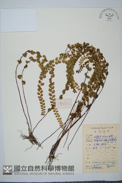 圓葉陵齒蕨藏品圖，第1張