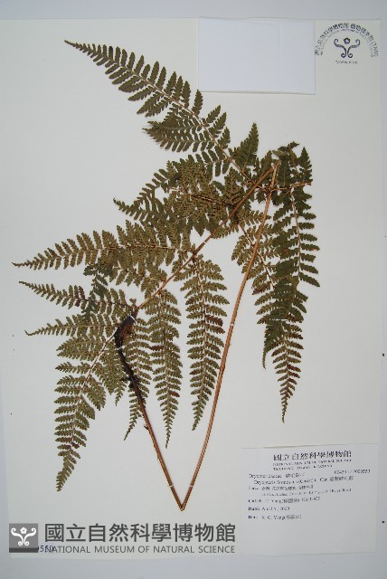 臺灣鱗毛蕨藏品圖，第1張