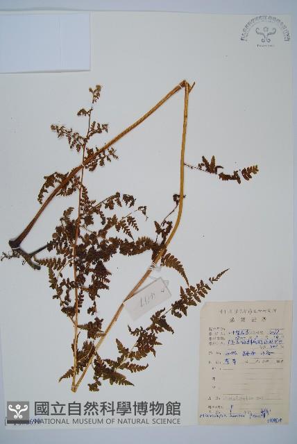 華南鱗蓋蕨藏品圖，第1張