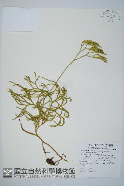 地刷子藏品圖，第1張