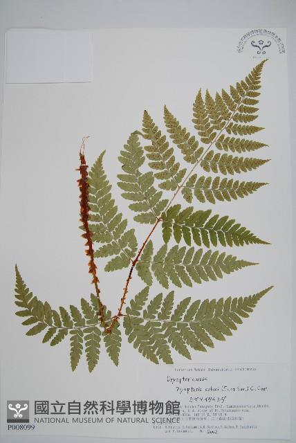 登錄號:P008099藏品圖，第1張