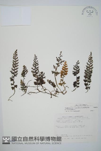 Accession Number:P009299 Collection Image, Figure 1, Total 2 Figures