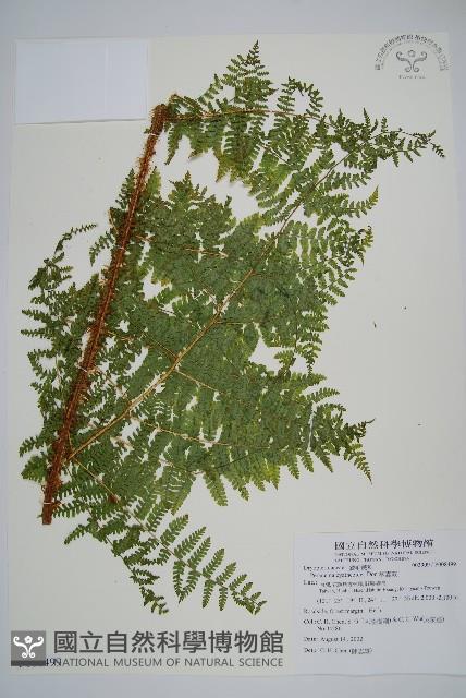 柄囊蕨藏品圖，第1張