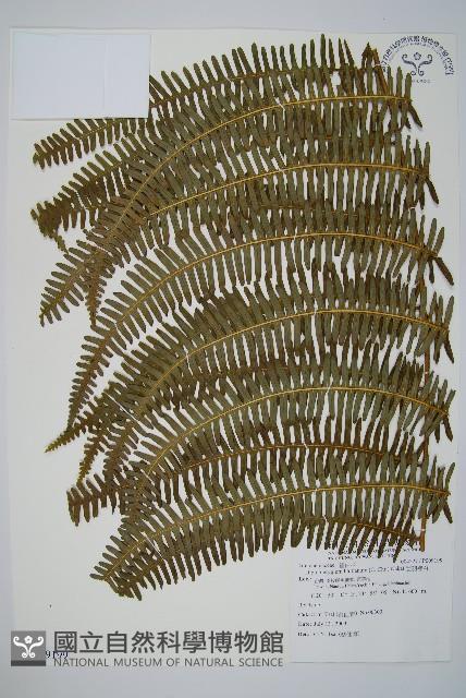 逆羽裡白藏品圖，第1張