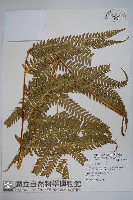 傅氏鳳尾蕨藏品圖，第1張