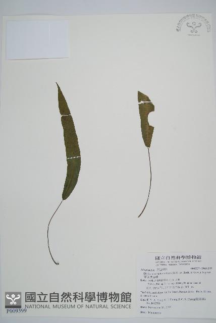 單葉雙蓋蕨藏品圖，第1張