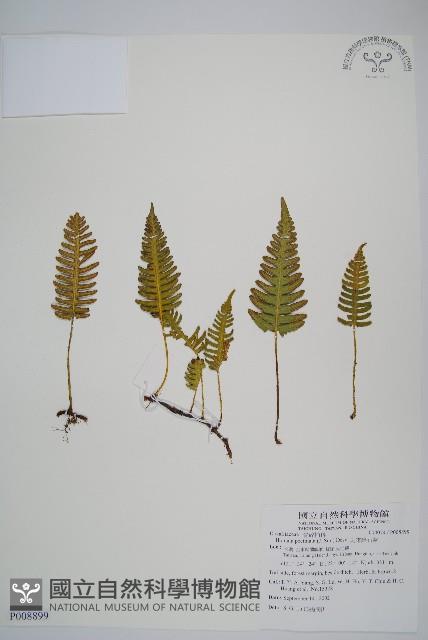 馬來陰石蕨藏品圖，第1張