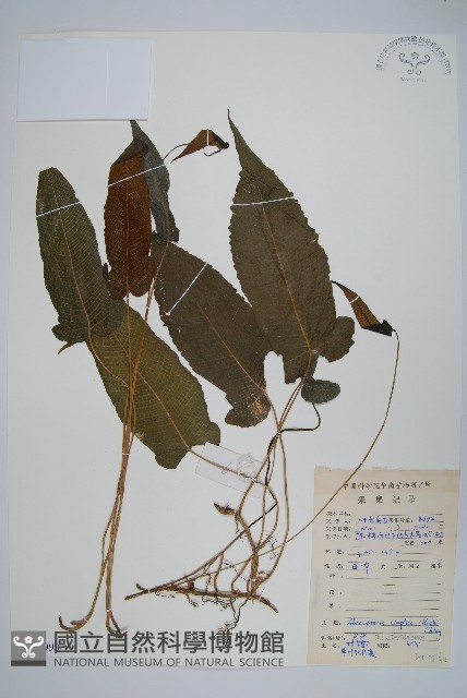 單葉新月蕨藏品圖，第1張