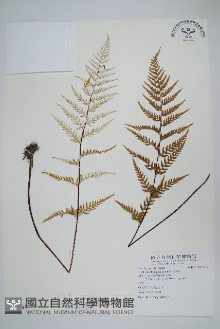 粉葉蕨藏品圖，第1張