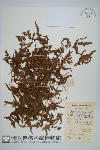 登錄號:P008599藏品圖，第1張