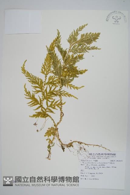 全緣卷柏藏品圖，第1張