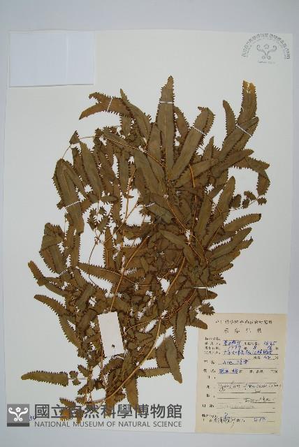 曲軸海金沙藏品圖，第1張