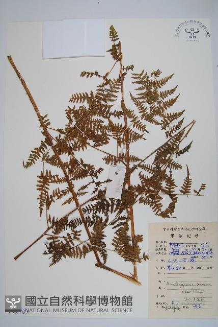 大金星蕨藏品圖，第1張