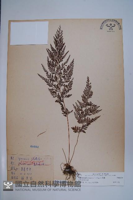 烏蕨藏品圖，第1張