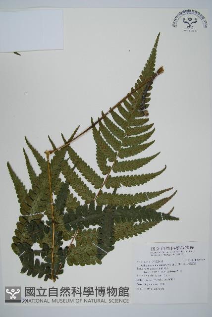 深山雙蓋蕨藏品圖，第1張