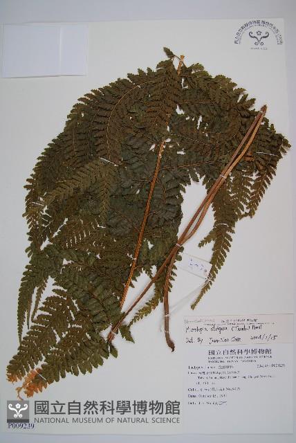 粗毛鱗蓋蕨藏品圖，第1張