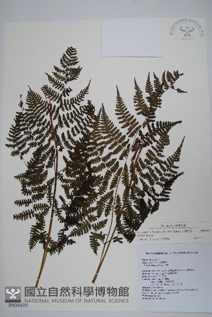 大葉貞蕨藏品圖，第1張