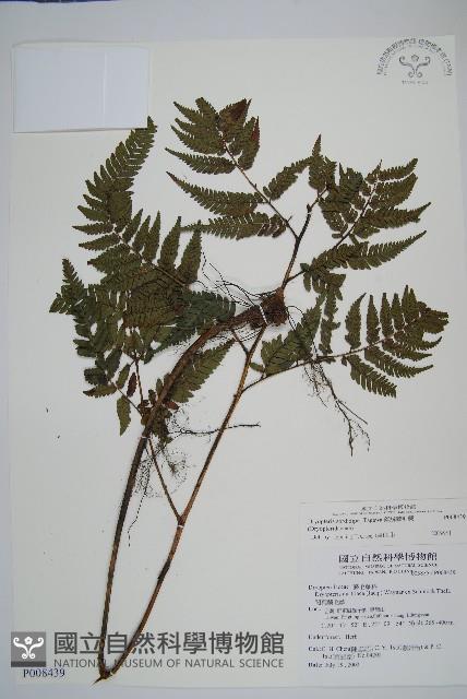 落鱗鱗毛蕨藏品圖，第1張