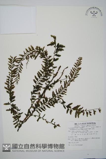 瓶蕨藏品圖，第1張