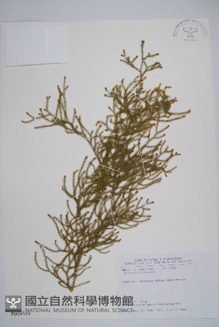 過山龍藏品圖，第1張