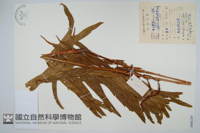 華南紫萁藏品圖，第1張