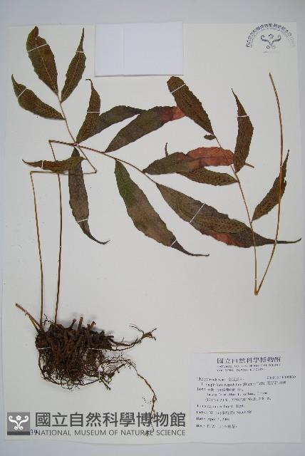 頂芽新月蕨藏品圖，第1張