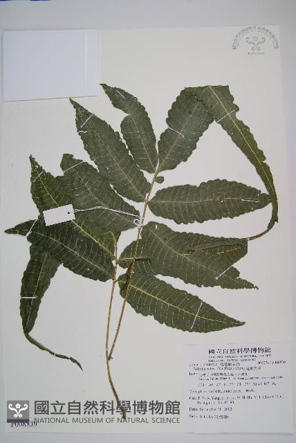 尾葉實蕨藏品圖，第1張