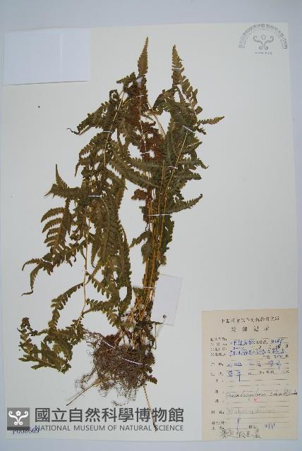 普通假毛蕨藏品圖，第1張