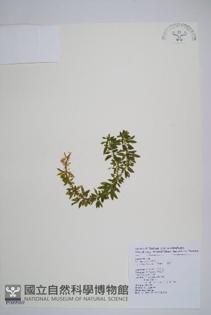 千層塔藏品圖，第1張