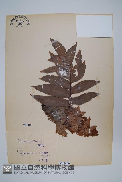 槲蕨藏品圖，第1張