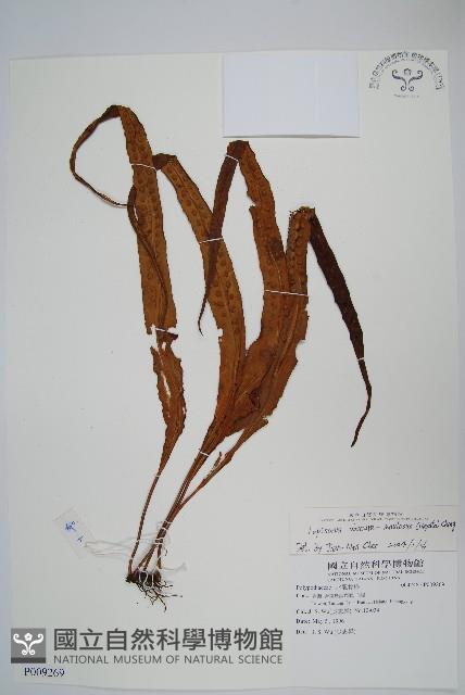 粵瓦葦藏品圖，第1張