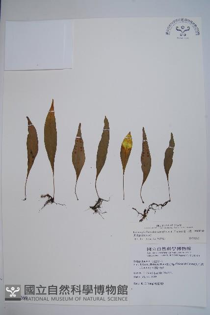 骨牌蕨藏品圖，第1張