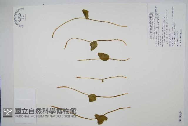 鈍頭瓶爾小草、狹葉瓶爾小草藏品圖，第1張