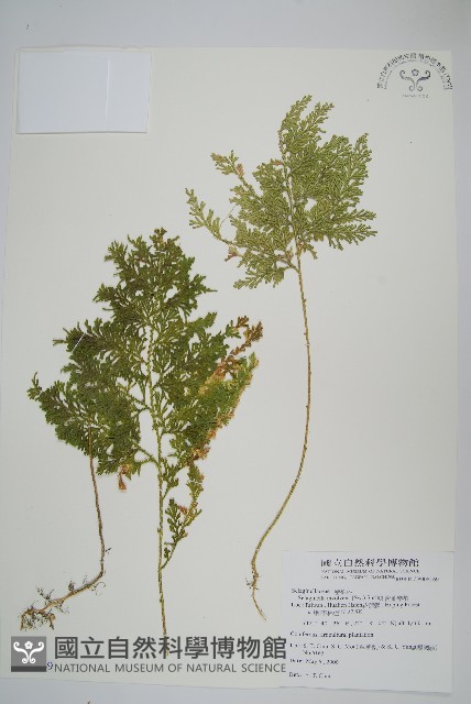 密葉卷柏藏品圖，第1張