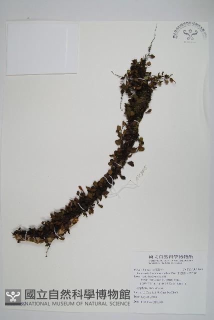 抱樹蕨、伏石蕨藏品圖，第1張