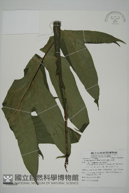 翅柄三叉蕨藏品圖，第1張