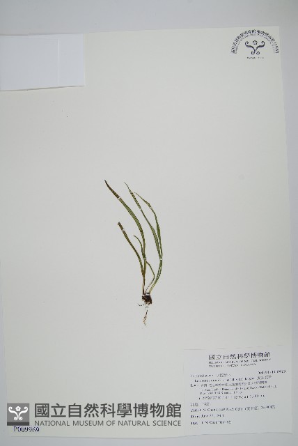 擬芨瓦葦藏品圖，第1張