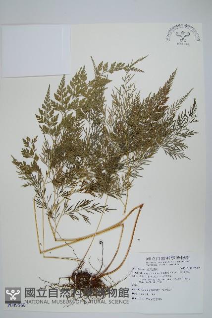 日本金粉蕨藏品圖，第1張