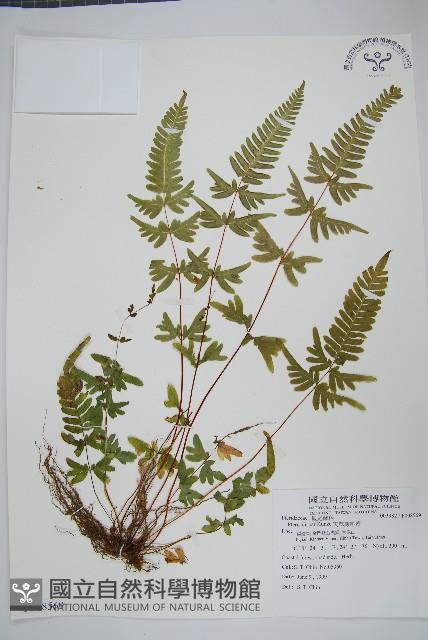 天草鳳尾蕨藏品圖，第1張