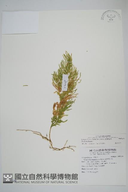 密葉卷柏藏品圖，第1張