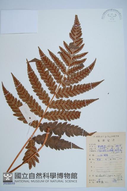 日本狗脊蕨藏品圖，第1張