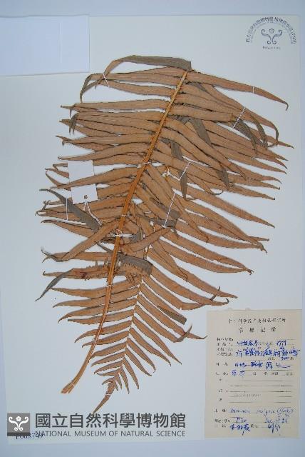 蘇鐵蕨藏品圖，第1張