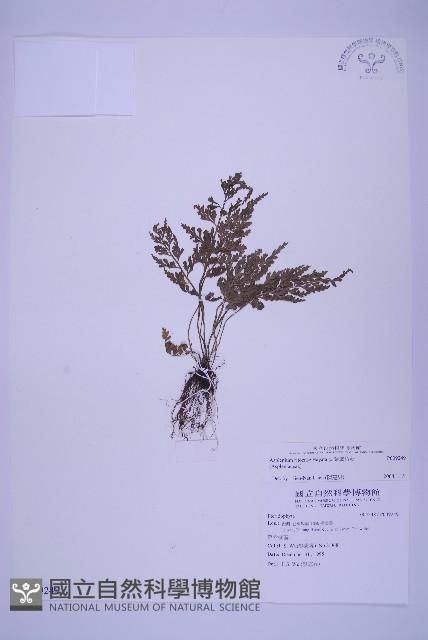 尖葉鐵角蕨藏品圖，第1張
